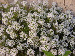 A white flowered variety