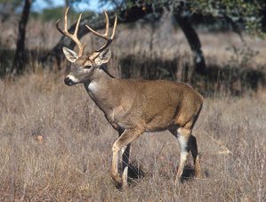 Various species of deer are commonly seen wildlife across the Americas and Eurasia.