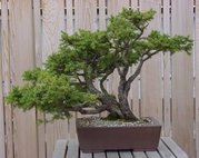 A bonsai tree
