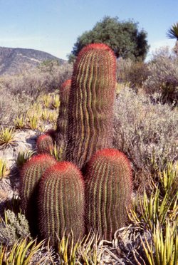 Ferocactus pilosus (Mexican Lime Cactus) growing south of Saltillo, Coahuila, northeast Mexico