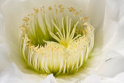 Closeup image of a cactus flower (Echinopsis spachiana) showing large number of stamens.