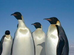 In contrast to the lion, these Emperor penguins show that teeth and claws aren't necessary to be a carnivore. They feed on crustaceans, fish, squid, and other small marine life.