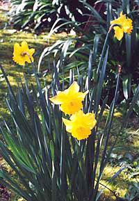 Traditional daffodils
