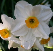 A multicolor daffodil variety