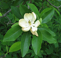 Magnolia virginiana Sweet Bay