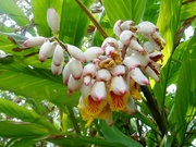Flowers of the ginger plant
