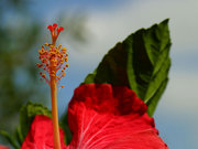 Hibiscus, showing pistil and stamens