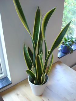 A variegated cultivar of Sansevieria trifasciata (namely 'Laurentii'), a common houseplant