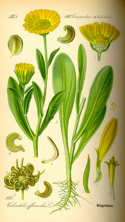 Pot Marigold (Calendula officinalis)  from ThomÃ© Flora von Deutschland, Ã–sterreich und der Schweiz 1885