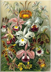 Color plate from Ernst Haeckel's Kunstformen der Natur