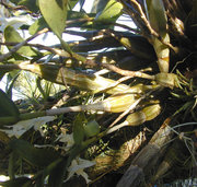 Pseudobulbs of an epiphytic orchid