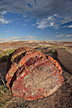 A petrified log in Petrified Forest National Park.