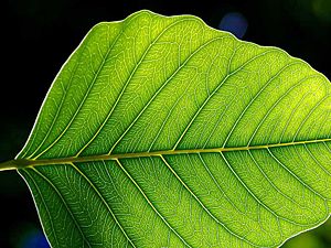 The leaf is the primary site of photosynthesis in plants.