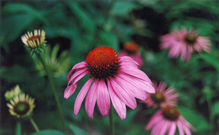 A cultivated Cone Flower (Echinacea purpurea) growing in North Carolina. Following reports of health benefits, gardeners throughout the US were attracted to planting the robust Cone Flower.