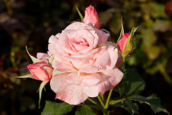 Bridal Pink, hybrid tea rose, Morwell Rose Garden