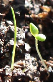 Monocot (left) and dicot (right) seedlings
