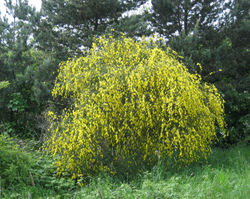 A broom shrub in flower