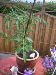 Young tomato plant
