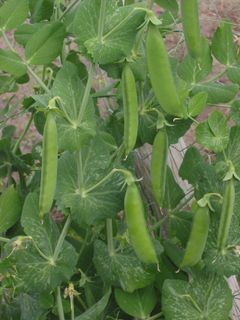 Peas are an annual plant.