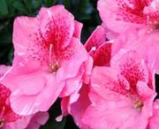 Azaleas close up