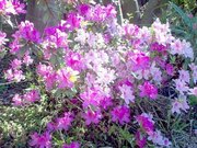 Azaleas in bloom