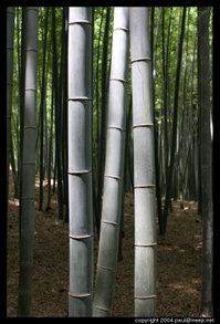Bamboo