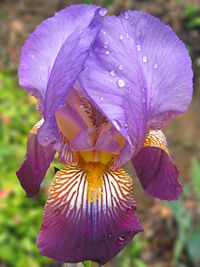 A bearded iris cultivarIris germanica