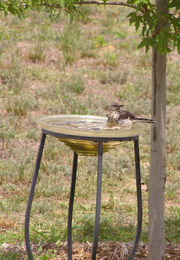 Photograph of a watchful mockingbird taking a bath in a glass bowl birdbath.