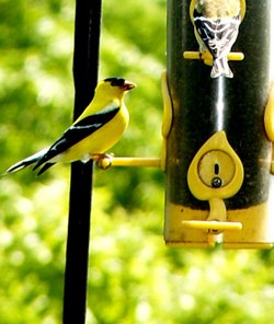 A pole hung bird feeder with a Tennessee Finch.