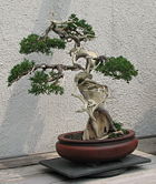 This juniper makes extensive use of both jin (deadwood branches) and shari (trunk deadwood)
