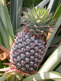 Pineapple, a bromeliad