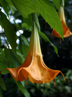 Flower detail