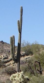 Saguaro cactus in Arizona, USA. This species is well known from Western films.