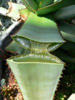 Succulent plants, such as this Aloe, store water in their fleshy leaves
