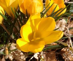 Crocus 'E.A. Bowles',   a Chrysanthus hybrid