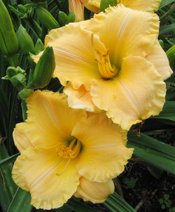 Daylily - Tom Collins