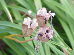 Hemerocallis minor dried seed pods