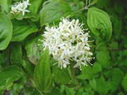 Common Dogwood flowering (Cornus sanguinea)