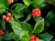 Canadian Dwarf Cornel (Cornus canadensis)