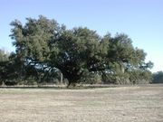 A Southern live oak in winter