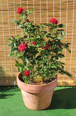 Meillandine rose in a terra cotta flowerpot