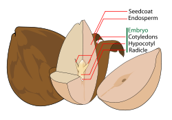 The parts of an avocado seed (a dicot), showing the seed coat, endosperm, and embryo.