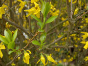 Forsythia x intermedia - young leaves