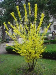 A Forsythia