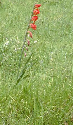 Gladiolus dalenii