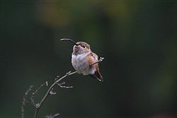 A hummingbird with its tongue out.