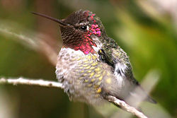 Iridescent plumage in a male  Anna's Hummingbird.