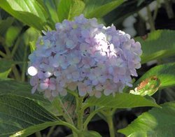 A pale hydrangea