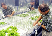 NASA researcher checking hydroponic onions with Bibb lettuce to his left and radishes to the right