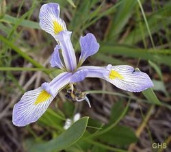A blue flag iris is the provincial flower of Quebec 